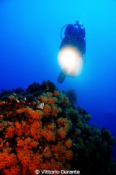 A diver explores seabed by Vittorio Durante 